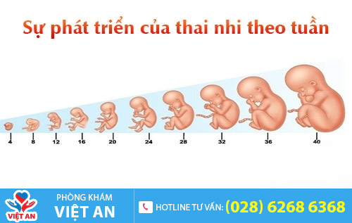 Sự phát triển của thai nhi theo tuần
